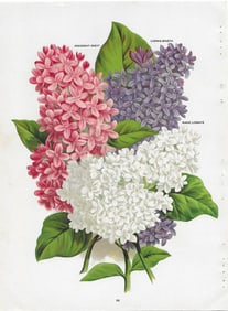 Lilacs - three varieties - print fromantique nursery catalog