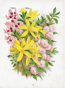 Forsythia & others- print from antique nursery catalog