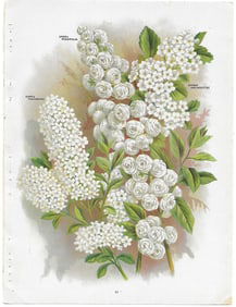 Spirea varieties - print from antique nursery catalog