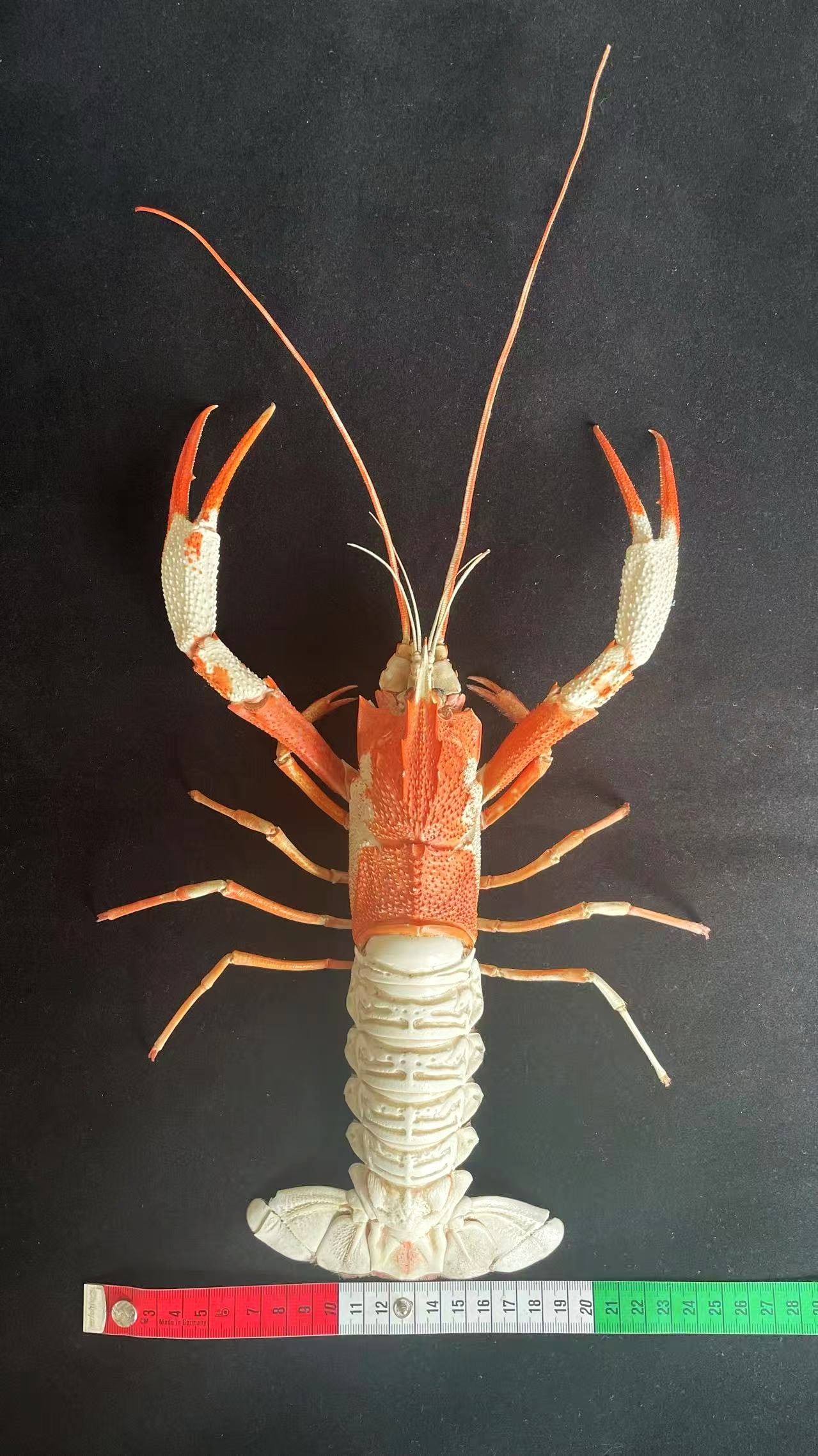 Maximun Size Neptune Lobster Metanephrops neptunus Taxidermy: Title: Maximun Size Neptune Lobster Metanephrops neptunus Taxidermy Description:Our crustacean taxidermies are preserved by experienced taxidermists, all meat and organs are 99% cleared with membranes