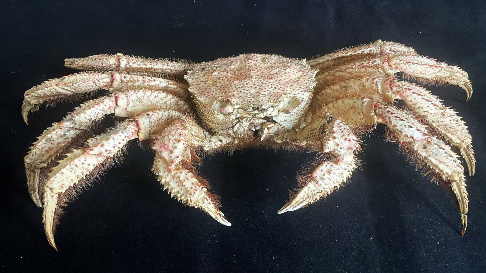Very Big Size Horsehair Crab Erimacrus isenbeckii Taxidermy: Title: Very Big Size Horsehair Crab Erimacrus isenbeckii Taxidermy Description:Our crustacean taxidermies are preserved by experienced taxidermists, all meat and organs are 99% cleared with membranes