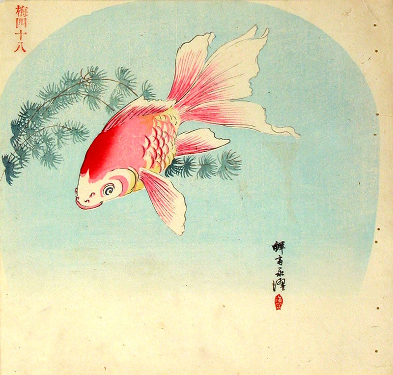 GEKKO studio: Fish and weeds (1 of 1)