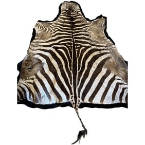 Huge 109x81" Authentic ZEBRA Hide as rug Vintage Africa