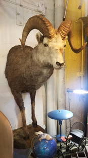 Vintage Stone Sheep Ram Head Taxidermy Shoulder Mount Wall Decor: Vintage from before 2000Materials: hair, hide, leatherWidth: 22.5 inchesHeight: 54 inchesVintage Stone Sheep Ram Head
