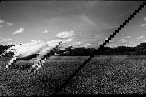 White Horse, Candes Saint Martin, France - Silver Gelatin: Title: White Horse, Candes Saint Martin, France - Silver Gelatin Photograph - Limited Edition of 10 Artist: Paul Cooklin Origin: United Kingdom Medium: Photography, Black & White on Paper Dimensions: