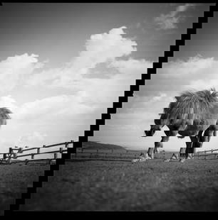 Billy, The Miniature Pony, Devon - Silver Gelatin: Title: Billy, The Miniature Pony, Devon - Silver Gelatin Photograph - Limited Edition of 10 Artist: Paul Cooklin Origin: United Kingdom Medium: Photography, Black & White on Paper Dimensions: 16 W x 2