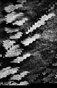 Ivy, Thornham Walks, Suffolk - Silver Gelatin: Title: Ivy, Thornham Walks, Suffolk - Silver Gelatin Photograph - Limited Edition of 10 Artist: Paul Cooklin Origin: United Kingdom Medium: Photography, Gelatin on Paper Dimensions: 16 W x 20 H x 0.1