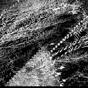 Trees, Ladybower Reservoir I, Sheffield - Silver Gelatin: Title: Trees, Ladybower Reservoir I, Sheffield - Silver Gelatin Photograph - Limited Edition of 10 Artist: Paul Cooklin Origin: United Kingdom Medium: Photography, Gelatin on Paper Dimensions: 16 W x