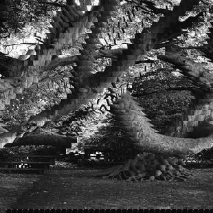 Brandon Country Park - Silver Gelatin: Title: Brandon Country Park - Silver Gelatin Photograph - Limited Edition of 10 Artist: Paul Cooklin Origin: United Kingdom Medium: Photography, Gelatin on Paper Dimensions: 16 W x 20 H x 0.1 D in Shi