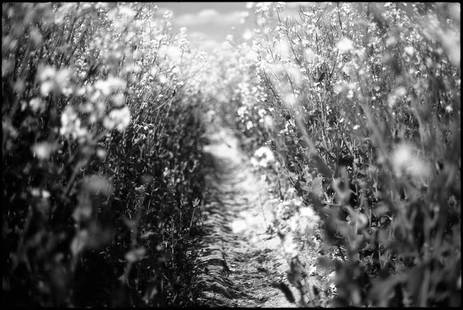 Rapeseed, Suffolk - Silver Gelatin: Title: Rapeseed, Suffolk - Silver Gelatin Photograph - Limited Edition of 10 Artist: Paul Cooklin Origin: United Kingdom Medium: Photography, Gelatin on Paper Dimensions: 16 W x 20 H x 0.1 D in Ships