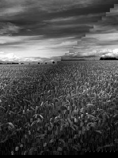 Wheat Field, Occold, Suffolk - Silver Gelatin: Title: Wheat Field, Occold, Suffolk - Silver Gelatin Photograph - Limited Edition of 10 Artist: Paul Cooklin Origin: United Kingdom Medium: Photography, Gelatin on Paper Dimensions: 16 W x 20 H x 0.1