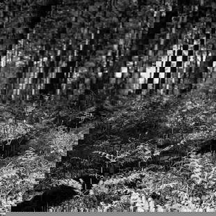 Woodland, Dunwich, Suffolk - Silver Gelatin: Title: Woodland, Dunwich, Suffolk - Silver Gelatin Photograph - Limited Edition of 10 Artist: Paul Cooklin Origin: United Kingdom Medium: Photography, Gelatin on Paper Dimensions: 16 W x 20 H x 0.1 D
