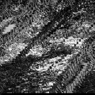 Tree, Dunwich, Suffolk - Silver Gelatin: Title: Tree, Dunwich, Suffolk - Silver Gelatin Photograph - Limited Edition of 10 Artist: Paul Cooklin Origin: United Kingdom Medium: Photography, Gelatin on Paper Dimensions: 16 W x 20 H x 0.1 D in S