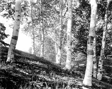 1916, WHITE BIRCH TREES, EARLY MORNING VERMONT: Title: 1916, WHITE BIRCH TREES, EARLY MORNING VERMONT Artist/Source: UNIDENTIFIED Original Date: 1916 Dimensions: 8 x 10 Description: || UNITED STATES SHIPPING ONLY! || This lot is a Dye Based Photoli