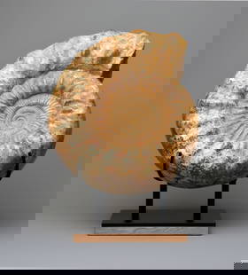 39 cm Museum-display Ammonite Kranaosphinctes sp.: Title: 39 cm Museum-display Ammonite Kranaosphinctes sp. Origin: Madagascar Size: 39 cm diameter Description: Species: Kranaosphinctes sp. Age: Jurassic, Oxfordian Locality: Sakaraha, Madagascar Measu
