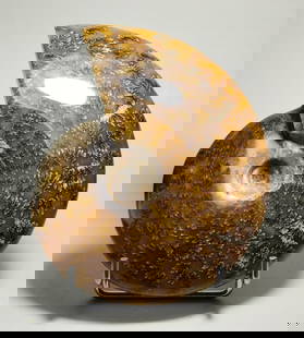 Polished Ammonite with highlighted suture lines - Aioloceras besairiei: Title: Polished Ammonite with highlighted suture lines - Aioloceras besairiei Origin: Madagascar Size: 13.5 cm diameter Description: Species: Aioloceras besairiei Age: Cretaceous, Albian Locality: Mah