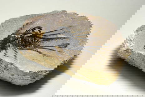 Beautiful spiny trilobite - Dicranurus monstrosus: Title: Beautiful spiny trilobite - Dicranurus monstrosus Origin: Morocco Size: 6.5 cm long trilobite Description: Species: Dicranurus monstrosus [See Odontopleurida on Wikipedia] Age: Lower Devonian L