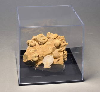 Silicified fossils in natural limestone matrix: Title: Silicified fossils in natural limestone matrix Origin: France Size: 5 ? 5 ? 4 cm (fossils + matrix) Description: Species: diverse molluscan species. Age: Jurassic, Oxfordian Locality: Alsace, F