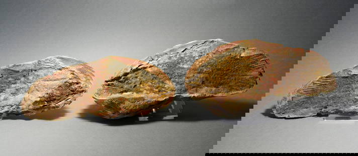 Exquisite coelacanth fish Piveteauia madagascariensis: Title: Exquisite coelacanth fish Piveteauia madagascariensis Origin: Madagascar Size: c. 17.5 cm long Description: Species: Piveteauia madagascariensis Age: lower Triassic Locality: Madagascar Measure