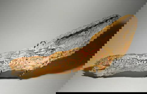 Outstanding amphibian Tertremoides madagascariensis: Title: Outstanding amphibian Tertremoides madagascariensis Origin: Madagascar Size: 14.5 cm long skull - 39 cm concretion at widest point Description: Species: Tertremoides madagascariensis Age: Trias