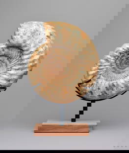 29 cm Ammonite Kranaosphinctes sp.: Title: 29 cm Ammonite Kranaosphinctes sp. Origin: Madagascar Size: 29 cm diameter Description: Species: Kranaosphinctes sp. Age: Jurassic, Oxfordian Locality: Sakaraha, Madagascar Measurements: c. 29