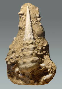 Superb "fossil graveyard" with a Campanile giganteum: Title: Superb "fossil graveyard" with a Campanile giganteum Origin: France Size: c. 44 cm long gastropod Description: Species: Campanile giganteum and other species Age: Eocene, Lutetian Locality: Mar