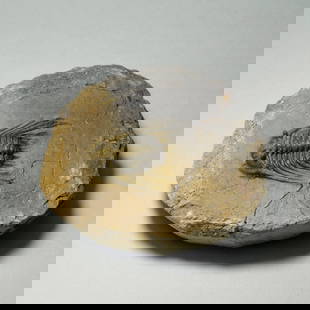Excellent trilobite Leonaspis haddanei: Title: Excellent trilobite Leonaspis haddanei Origin: Morocco Size: c. 34 mm long trilobite Description: Species: Leonaspis haddanei Age: Devonian Locality: Morocco Measurements: c. 34 mm long (trilob