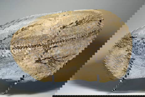 Outstanding fossil reptile Barasaurus besairiei: Title: Outstanding fossil reptile Barasaurus besairiei Origin: Madagascar Size: c. 24 cm Description: Species: Barasaurus besairiei Age: Lower Triassic Locality: Madagascar Measurements: c. 24 cm from