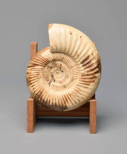 Polished 19 cm ammonite - Kranaosphinctes sp.: Title: Polished 19 cm ammonite - Kranaosphinctes sp. Origin: Madagascar Size: 19 cm diameter Description: Species: Kranaosphinctes sp. Age: Jurassic, Oxfordian Locality: Sakaraha, Madagascar Measureme