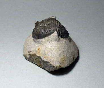 Fine trilobite - Hollardops mesocristata: Title: Fine trilobite - Hollardops mesocristata Origin: Morocco Size: 5.6 cm long trilobite Description: Species: Hollardops mesocristata Age: Devonian Locality: Morocco Measurements: 5.6 cm long tril