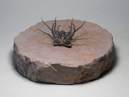 Superb spiny trilobite Ceratonurus sp.: Title: Superb spiny trilobite Ceratonurus sp. Origin: Morocco Size: c. 5.5 cm long (trilobite) - c. 11 ? 11 cm (matrix) Description: Species: Ceratonurus sp. Age: Devonian Locality: Morocco Measuremen