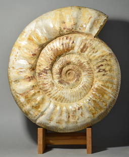 Magnificent 36.5 cm ammonite - Prososphinctes sp.: Title: Magnificent 36.5 cm ammonite - Prososphinctes sp. Origin: Madagascar Size: 36.5 cm diameter Description: Species: Prososphinctes sp. Age: Jurassic, Oxfordian Locality: Sakaraha, Madagascar Meas