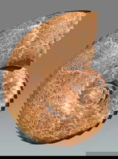 Large Ammonite - Lobolytoceras costellatum: Title: Large Ammonite - Lobolytoceras costellatum Origin: Madagascar Size: 58 cm diameter Description: Species: Lobolytoceras costellatum Age: Jurassic, Oxfordian Locality: Sakaraha, Madagascar Measur