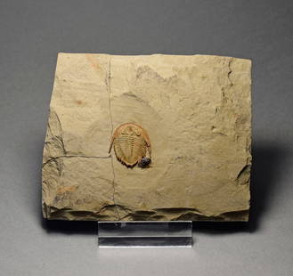 Finest small trilobite Dactylocephalus sp.: Title: Finest small trilobite Dactylocephalus sp. Origin: Morocco Size: c. 20 mm long trilobite Description: Species: Dactylocephalus sp. Age: Ordovician Locality: Zagora-Tata area, Morocco Measuremen