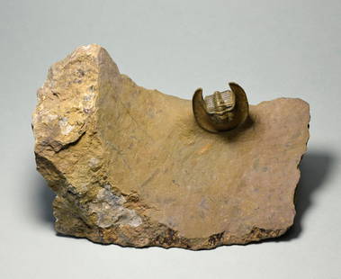 Beautiful trilobite Lioharpes wendti: Title: Beautiful trilobite Lioharpes wendti Origin: Morocco Size: 2.6 cm long trilobite Description: Species: Lioharpes wendti Age: Devonian Locality: Morocco Measurements: c. 26m mm long (trilobite)