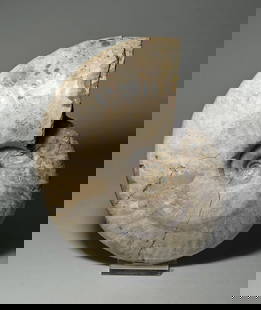 Wonderful 16.4 cm nacreous Ammonite - Aioloceras besairiei: Title: Wonderful 16.4 cm nacreous Ammonite - Aioloceras besairiei Origin: Madagascar Size: 16.4 cm diameter Description: Species: Aioloceras besairiei Age: Cretaceous, Albian Locality: Mahajanga, Mada