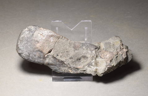 Fine bone of a marine reptile - Mastodonsaurus sp.: Title: Fine bone of a marine reptile - Mastodonsaurus sp. Origin: Germany Size: 11.5 cm long Description: Species: Mastodonsaurus sp. Age: Triassic, Keuper Locality: Bade-Wurtemberg, Germany Measureme