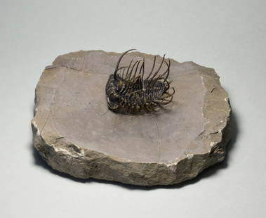 Outstanding trilobite Koneprusia: Title: Outstanding trilobite Koneprusia Origin: Morocco Size: c. 36 mm long trilobite Description: Species: Koneprusia sp. Age: Devonian Locality: Morocco Measurements: c. 36 mm long (trilobite) - c.
