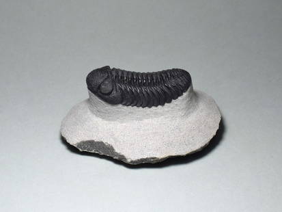 Exquisite trilobite - Barrandeops sp.: Title: Exquisite trilobite - Barrandeops sp. Origin: Morocco Size: 4.9 cm long trilobite Description: Species: Barrandeops sp. Age: Devonian Locality: Morocco Measurements: c. 4.9 cm long (trilobite)