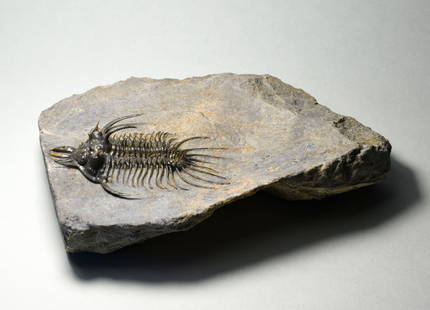 Beautiful trilobite Quadrops flexuosa: Title: Beautiful trilobite Quadrops flexuosa Origin: Morocco Size: c. 6.8 cm long trilobite Description: Species: Quadrops flexuosa Age: Devonian Locality: Morocco Measurements: c. 6.8 cm long trilobi