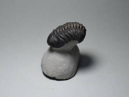 Fine trilobite - Barrandeops sp.: Title: Fine trilobite - Barrandeops sp. Origin: Morocco Size: c. 6.3 cm long (trilobite - if outstretched) Description: Species: Barrandeops sp. Age: Devonian Locality: Morocco Measurements: c. 6.3 cm