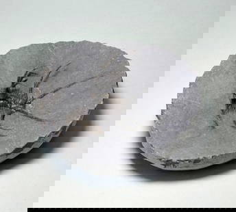 Spiny trilobite Ceratarges aff. koumalii: Title: Spiny trilobite Ceratarges aff. koumalii Origin: Morocco Size: c. 4.2 cm long Description: Species: Ceratarges aff. koumalii Age: Devonian Locality: Morocco Measurements: c. 4.2 cm long (trilob