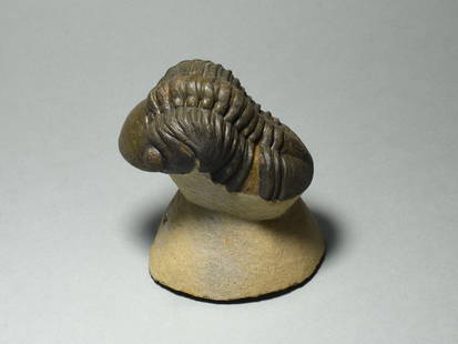 Fine trilobite - Reedops cephalotes: Title: Fine trilobite - Reedops cephalotes Origin: Morocco Size: 8.3 cm long trilobite, if outstretched Description: Species: Reedops cephalotes Age: Devonian Locality: Morocco Measurements: 8.3 cm lo