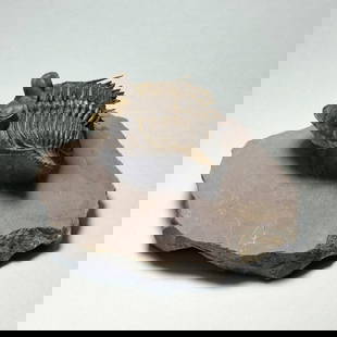 Excellent spiny trilobite Erbenochile erbeni: Title: Excellent spiny trilobite Erbenochile erbeni Origin: Morocco Size: c. 3.5 cm wide trilobite Description: Species: Erbenochile erbeni Age: Devonian Locality: Morocco Measurements: c. 3.5 cm wide