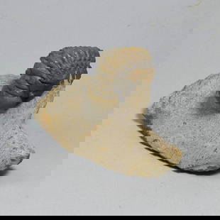 Fine rolled trilobite - Cheirurus (Crotalocephalina) gr. gibbus: Title: Fine rolled trilobite - Cheirurus (Crotalocephalina) gr. gibbus Origin: Morocco Size: 6.5 cm long (trilobite - if outstretched) Description: Species: Cheirurus (Crotalocephalina) gr. gibbus Age