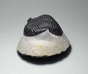 Fine trilobite - Hollardops mesocristata: Title: Fine trilobite - Hollardops mesocristata Origin: Morocco Size: 6.6 cm long trilobite Description: Species: Hollardops mesocristata Age: Devonian Locality: Morocco Measurements: 6.6 cm long tril