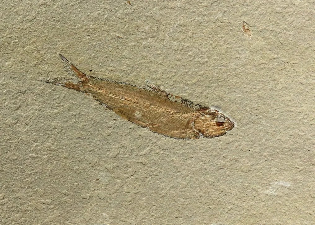 Finest fossil fish on stone - No restoration nor gluings - Fossilised animal - Ctenodentelops - 15.7 (1 of 5)