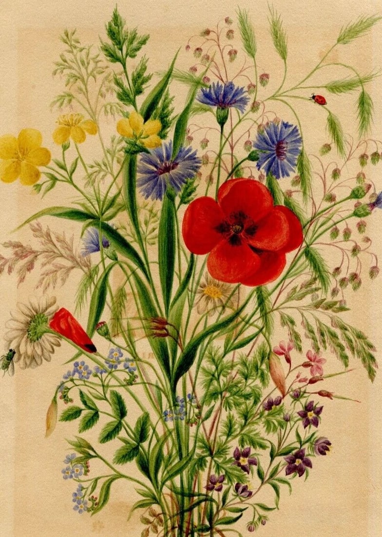 Antique Drawing Original 19th century Signed Flowers Poppy Bouquet, Leaf 1853 (1 of 8)