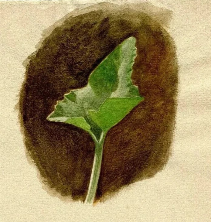 Antique Drawing Original 19th Century Flowers, Vegetation, Leaf (1 of 8)