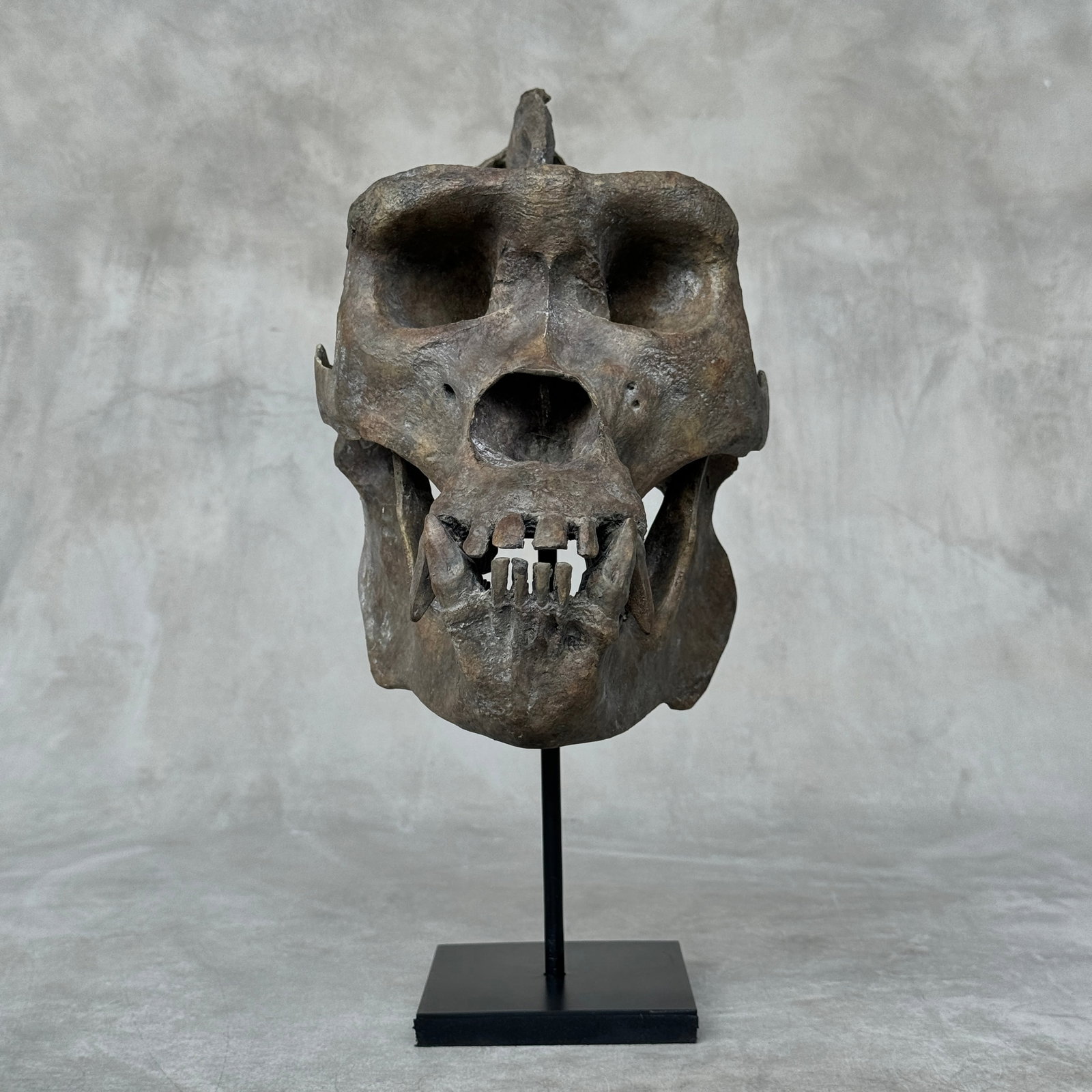 A resin gorilla skull on a custom stand - Museum Quality: Title: A resin gorilla skull on a custom stand - Museum Quality Maker:Unknown Origin: Indonesia Date/Period:2025 Materials:Resin, steel Size:Height: 36 cm / 14.1 inches Width: 17 cm / 6.6inches Descri